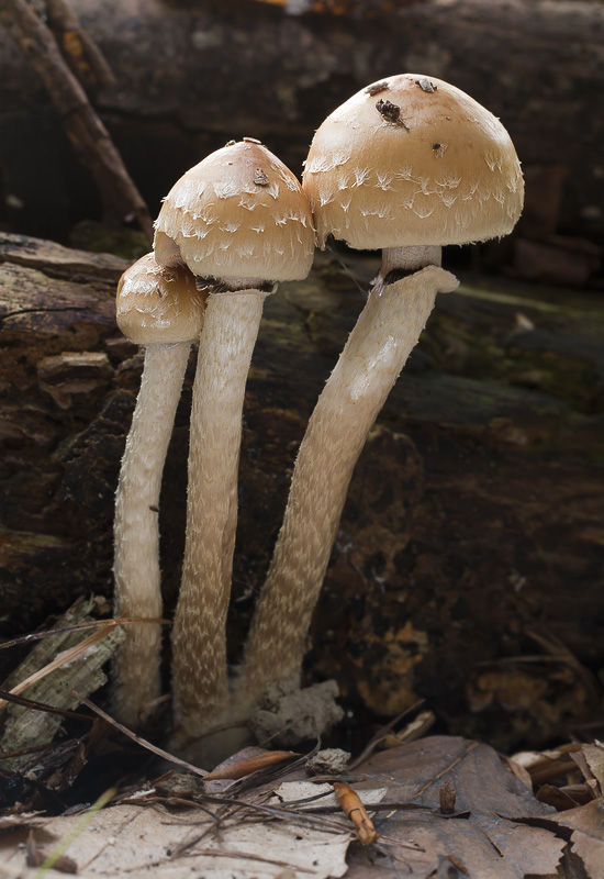 Leratiomyces squamosus